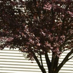 KV' Flowering Plum Tree -Fast Growing Trees Shop KV Flowering Plum 5