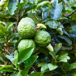Kaffer 'Kieffer' Lime Tree -Fast Growing Trees Shop Kaffir Lime 6