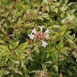 Kaleidoscope Abelia Shrub 6 Kaleidoscope Abelia Shrub -Fast Growing Trees Shop Kaleidoscope Abelia 2 FGT