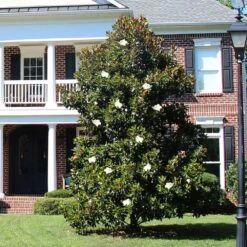 Fast Growing Trees Shop 48 Fast Growing Trees Shop -Fast Growing Trees Shop Kay Parris 2