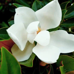 Kay Parris Magnolia 5 Kay Parris Magnolia -Fast Growing Trees Shop Kay Parris 3