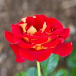 Ketchup And Mustard Rose Shrub -Fast Growing Trees Shop Ketchup and Mustard Rose 1 FGT