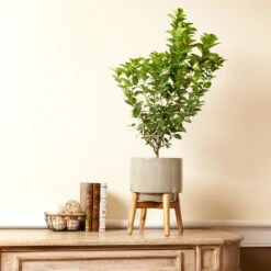 Meyer Lemon + Key Lime Bush Pack -Fast Growing Trees Shop Key Lime Bush 4 e63a67f8 53df 467e af90 ae9e06436ddf