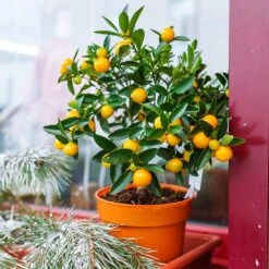 Fast Growing Trees Shop 13 Fast Growing Trees Shop -Fast Growing Trees Shop Kishu Mandarin Tree 1