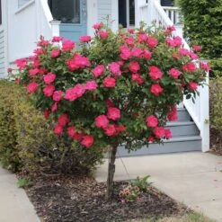 Knock Out® Rose Tree -Fast Growing Trees Shop Knockout Rose Tree Red 2 FGT
