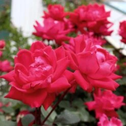 Knock Out® Rose Tree -Fast Growing Trees Shop Knockout Rose Tree Red 4 FGT
