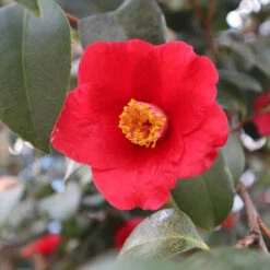 Korean Fire Camellia Shrub -Fast Growing Trees Shop Korean Fire Camellia 3