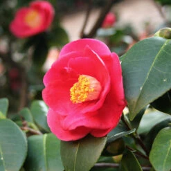 Korean Fire Camellia Shrub -Fast Growing Trees Shop Korean Fire Camellia 5 FGT