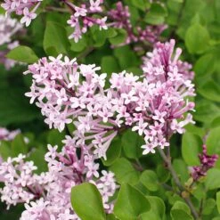 Dwarf Korean Lilac Shrub -Fast Growing Trees Shop Korean Lilac 2