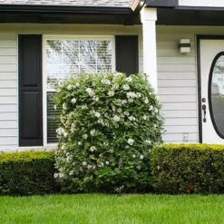 Korean Spice Viburnum Shrub -Fast Growing Trees Shop Korean Spice Viburnum 1