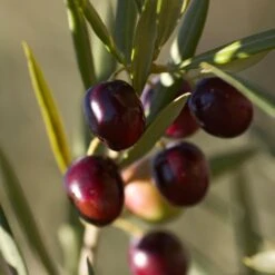 Koroneiki Greek Olive Tree 6 Koroneiki Greek Olive Tree -Fast Growing Trees Shop Koroneiki Olive 2 FGT