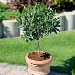 Koroneiki Greek Olive Tree 7 Koroneiki Greek Olive Tree -Fast Growing Trees Shop Koroneiki Olive 3