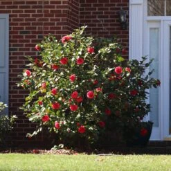 Kramers Camellia Shrub -Fast Growing Trees Shop Kramers Camellia FGT 5