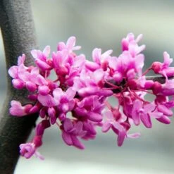 Lavender Twist® Weeping Redbud Tree -Fast Growing Trees Shop LAVENDER TWIST THUMB 6e0b03e6 c145 40fa 9261 d759a9ab9546