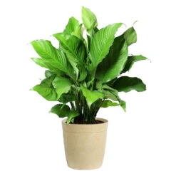 Peace Lily Plant -Fast Growing Trees Shop LIL PEA.10 Beige Delilah