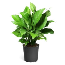 Peace Lily Plant -Fast Growing Trees Shop LIL PEA.10 standard pot 421927a6 487e 4f52 aef6 f750e8649b2b