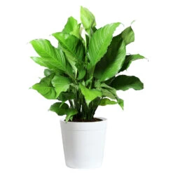 Peace Lily Plant -Fast Growing Trees Shop LIL PEA.10 white Delilah
