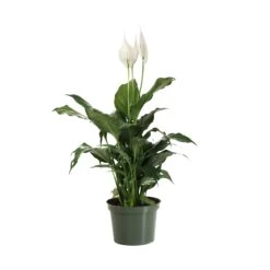 Peace Lily Plant -Fast Growing Trees Shop LIL PEA.6