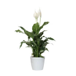 Peace Lily Plant -Fast Growing Trees Shop LIL PEA1 delilah white
