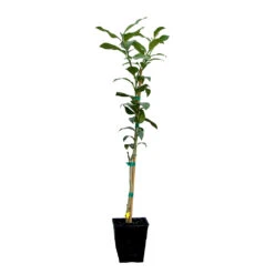 Key Lime Tree -Fast Growing Trees Shop LIM KEY 12 QT