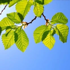 Lacebark Chinese Elm Tree 11 Lacebark Chinese Elm Tree -Fast Growing Trees Shop Lacebark Chinese Elm 1 FGT