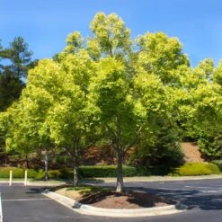 Lacebark Chinese Elm Tree 12 Lacebark Chinese Elm Tree -Fast Growing Trees Shop Lacebark Chinese Elm 5 FGT