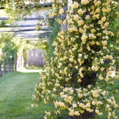Lady Banks Climbing Rose -Fast Growing Trees Shop Lady Banks Rose 3 FGT