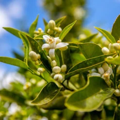 Lane Late Navel Orange -Fast Growing Trees Shop Late Lane Orange 1