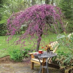 Lavender Twist® Weeping Redbud Tree 6 Lavender Twist® Weeping Redbud Tree -Fast Growing Trees Shop Lavender Twist Redbud 1