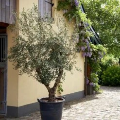 Lecciana Olive Tree -Fast Growing Trees Shop Lecciana Olive Tree 2