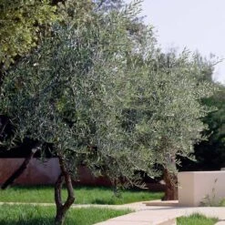 Lecciana Olive Tree -Fast Growing Trees Shop Lecciana Olive Tree 3