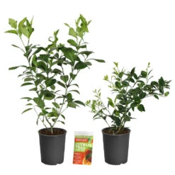 Meyer Lemon + Key Lime Bush Pack -Fast Growing Trees Shop Lemon and LimeBushes 2