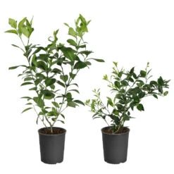 Meyer Lemon + Key Lime Bush Pack -Fast Growing Trees Shop Lemon and LimeBushes 5ed8c5a7 14fa 4c58 93bb 9b06a0c16cba