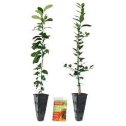 Meyer Lemon + Key Lime Tree Pack 11 Meyer Lemon + Key Lime Tree Pack -Fast Growing Trees Shop Lemon and LimeTrees2