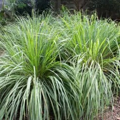 Lemon Grass Plant (Cymbopogon Citratus) -Fast Growing Trees Shop Lemon Grass 4