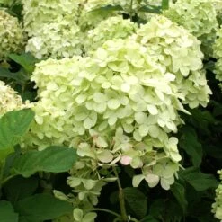 Limelight Hydrangea Shrub -Fast Growing Trees Shop Limelight Hydrangea 2 FGT
