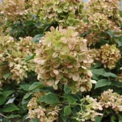 Limelight Hydrangea Shrub -Fast Growing Trees Shop Limelight Hydrangea 3 FGT