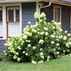 Limelight Hydrangea Shrub -Fast Growing Trees Shop Limelight Hydrangea 4 FGT