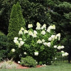 Limelight Hydrangea Shrub -Fast Growing Trees Shop Limelight Hydrangea 5 FGT
