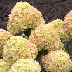 Little Lime® Hydrangea Shrub -Fast Growing Trees Shop Little Lime Hydrangea 2 FGT