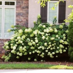 Little Lime® Hydrangea Shrub -Fast Growing Trees Shop Little Lime Hydrangea 5 FGT