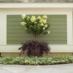 Fast Growing Trees Shop 65 Fast Growing Trees Shop -Fast Growing Trees Shop Little Lime Hydrangea Tree FGT