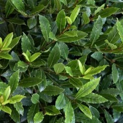 Little Ragu® Sweet Bay Shrub 6 Little Ragu® Sweet Bay Shrub -Fast Growing Trees Shop Little Ragu Sweet Bay 2