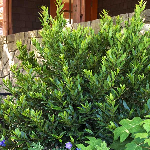 Little Ragu® Sweet Bay Shrub 1 Little Ragu® Sweet Bay Shrub