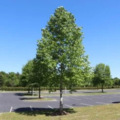 Tulip Poplar 'Little Volunteer' -Fast Growing Trees Shop Little Volunteer Poplar 1