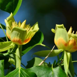 Tulip Poplar 'Little Volunteer' -Fast Growing Trees Shop Little Volunteer Poplar 2