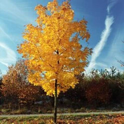 Tulip Poplar 'Little Volunteer' -Fast Growing Trees Shop Little Volunteer Poplar 3