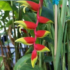 Lobster Claw Plant -Fast Growing Trees Shop Lobster Claw 6