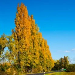 Lombardy Poplar Tree -Fast Growing Trees Shop Lombardy Poplar 5 FGT