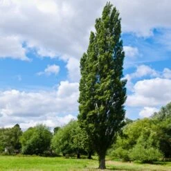 Lombardy Poplar Tree -Fast Growing Trees Shop Lombardy Poplar 8